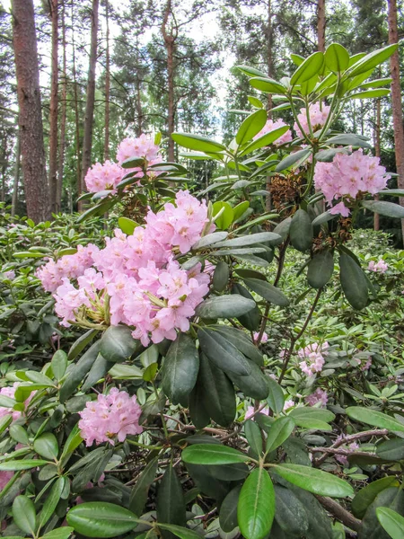 Pink Flowers Garden Trees Background — Stock Photo, Image