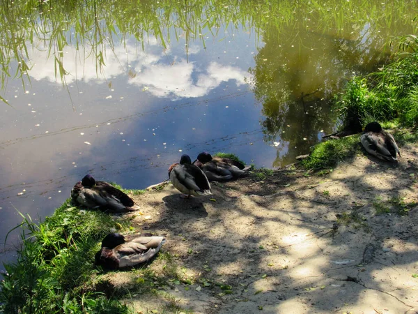 Vilda Ankor Sover Reflektion Moln Damm — Stockfoto