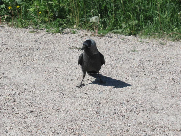 Odhodlaně Vypadající Pták Jackdaw Stojící Prašné Cestě — Stock fotografie