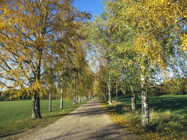 Pad Omgeven Door Bomen Herfst Kleuren Een Zonnige Dag — Stockfoto