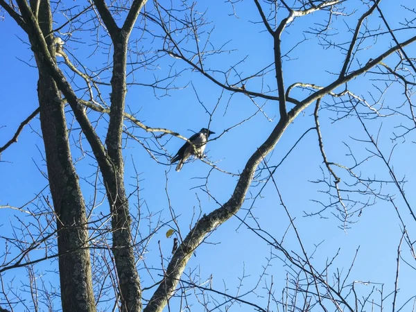 Corbeau Assis Dans Arbre Sans Feuilles Avec Ciel Bleu Comme — Photo