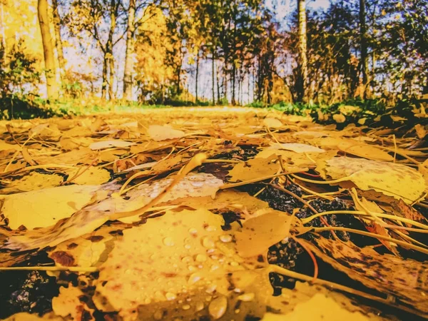 Fallen Yellow Birch Leaves Forest Path Low Angle — Stock Photo, Image
