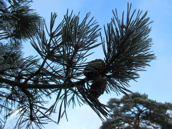松の実と枝が再び低い角度から青空 — ストック写真