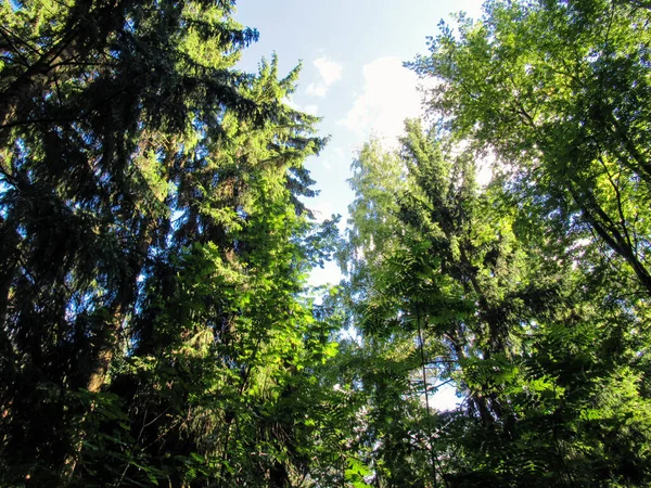 Cimes Des Arbres Dans Forêt Tourné Vers Haut Dans Lumière — Photo