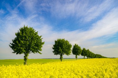 ağaçlar ve bahar, kırsal peyzaj alanları