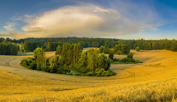 Lanskap pedesaan, ladang gandum — Stok Foto