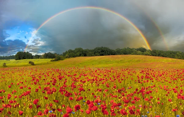 Mohnpanorama und wilde Blumen — Stockfoto