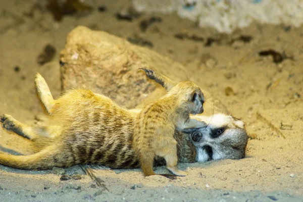 Grupp Meerkats Vilar Kort Skärpedjup — Stockfoto