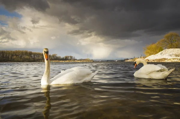 scenic view of two swans floating on lake at sunrise