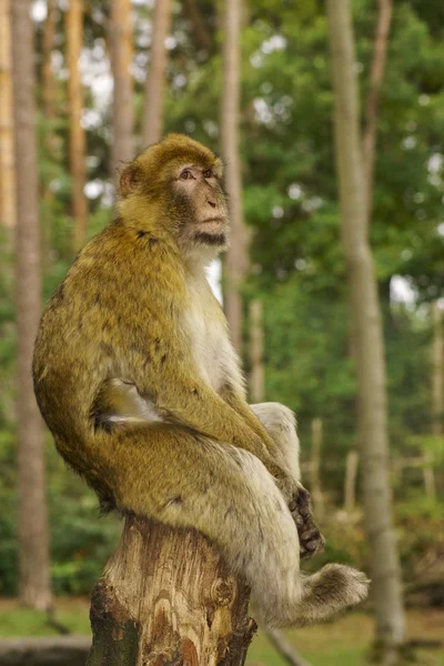 Scimmia Sul Tronco Albero Attenzione Selettiva — Foto Stock