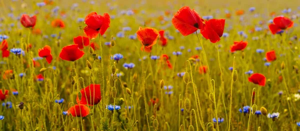 Panorama di papaveri e fiori selvatici — Foto Stock