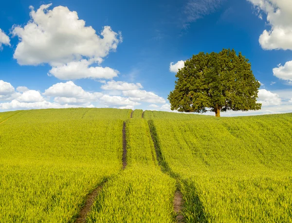 Vacker Utsikt Över Äng Mot Blå Himmel Sommaren — Stockfoto