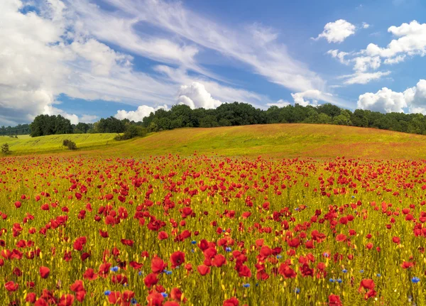 Schilderachtig Uitzicht Van Rode Descriptie Zomer — Stockfoto