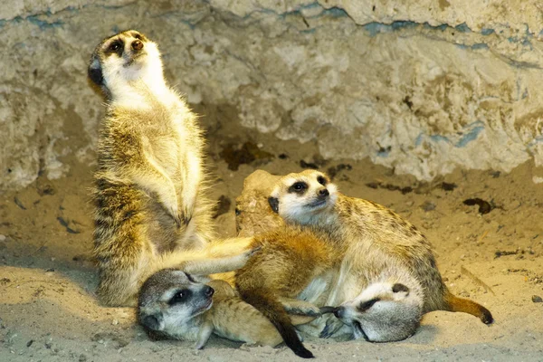 필드의 깊이에서 Meerkats의 — 스톡 사진