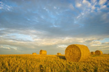 alanlar ve güneşli sabah deki meadows doğal görünümü