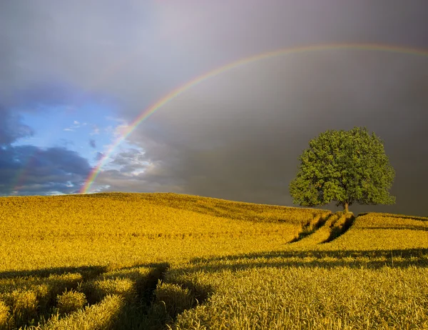 Arco-íris colorido após a tempestade que passa sobre um campo — Fotografia de Stock