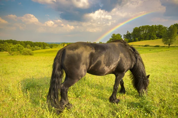 Beautiful Horse Pasture Selective Focus — Stock Photo, Image