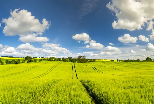 青い空の下で緑の野原の風光明媚なビュー — ストック写真