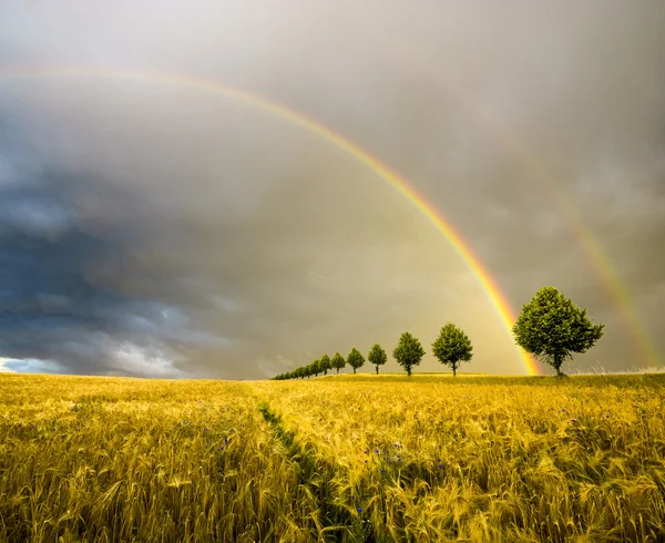 colorful rainbow after the storm passing over a field