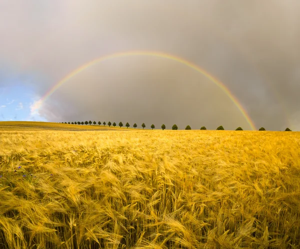 Arco iris colorido después de la tormenta que pasa sobre un campo —  Fotos de Stock