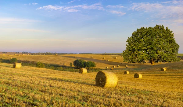 Alanlar Güneşli Sabah Deki Meadows Doğal Görünümü — Stok fotoğraf