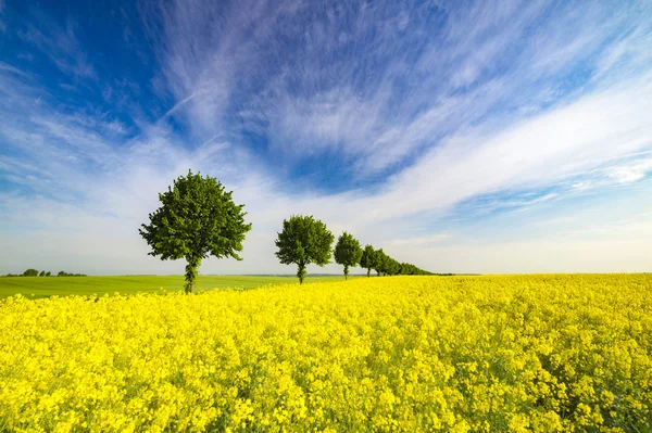 Frühlingsweizen, grünes Feld — Stockfoto