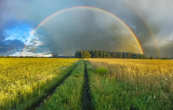 Trigo de primavera, campo verde — Fotografia de Stock