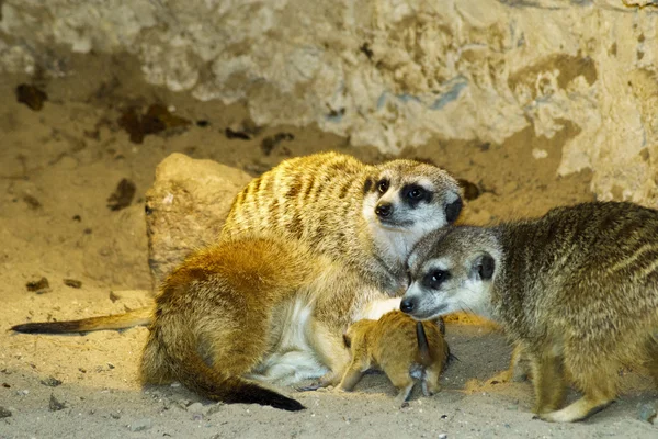 필드의 깊이에서 Meerkats의 — 스톡 사진