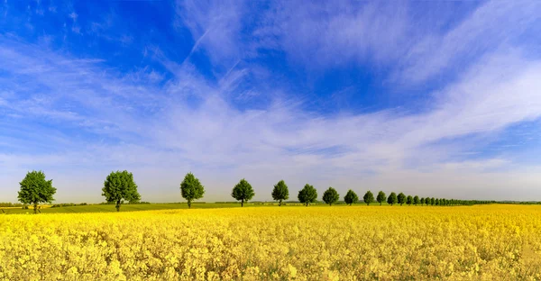 Spring wheat, green field — Stock Photo, Image