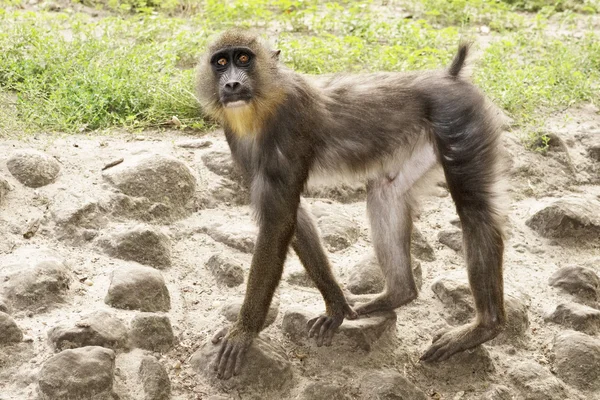 猴子在沙子 软焦点背景 — 图库照片