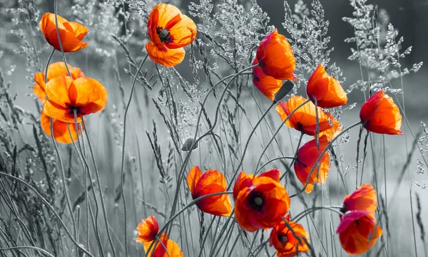 Kır çiçekleri günbatımı ışık arasında kırmızı haşhaş — Stok fotoğraf