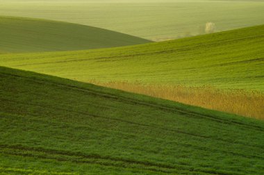 Bahar buğday, yeşil alan