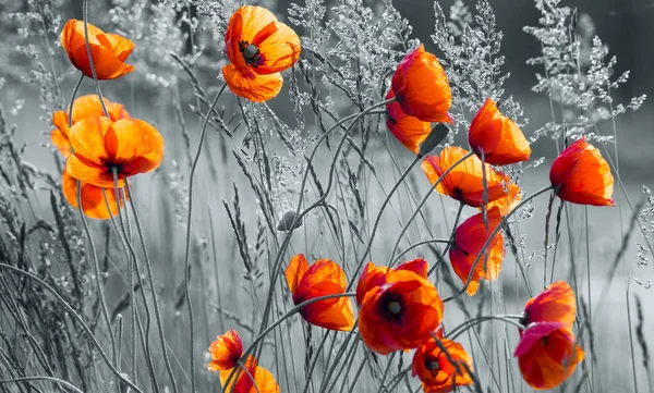 Rote Mohnblumen inmitten von Wildblumen im Sonnenuntergang — Stockfoto