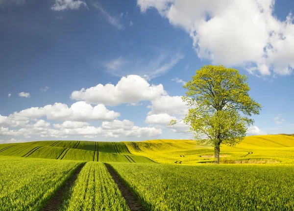 Våren vete, gröna fält — Stockfoto