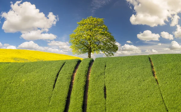 Trigo Primavera Campo Verde — Foto de Stock