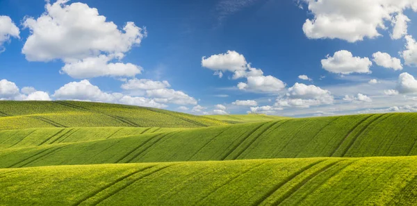 Весняна пшениця, зелене поле — стокове фото