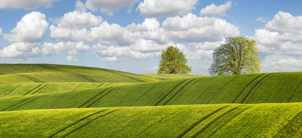 Trigo de primavera, campo verde — Fotografia de Stock