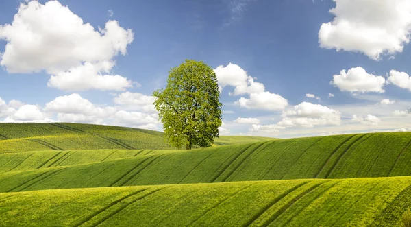Frühlingsweizen Grünes Feld — Stockfoto
