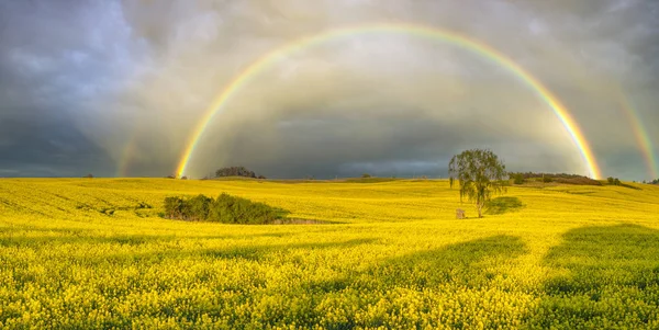 Színes rainbow múló vihar után a mező fölött — Stock Fotó