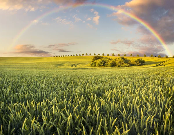 Kleurrijke regenboog boven het veld na passeren regenbui — Stockfoto