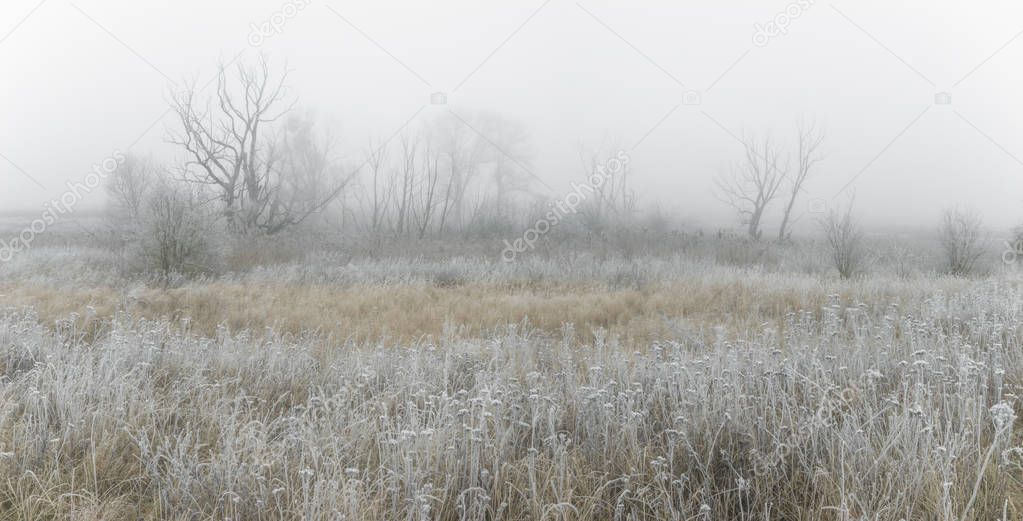 winter landscape, frosted grass in the fog