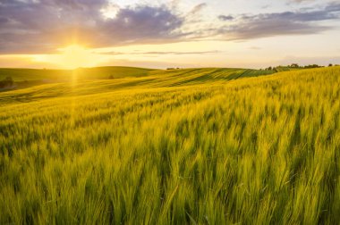 günbatımı bir alanın genç buğday, rüzgarda sallayarak sap üzerinde