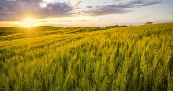 Puesta de sol sobre un campo de trigo joven, tallos ondeando en el viento — Foto de Stock