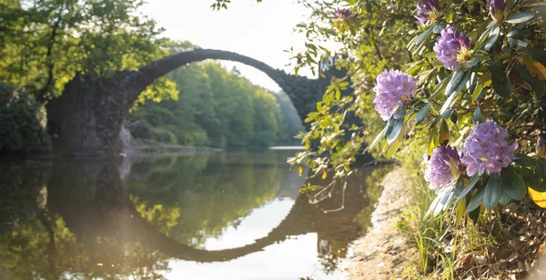 Blühende Rhododendrons in einem Park in Kromlau, Sachsen, Deutschland — Stockfoto