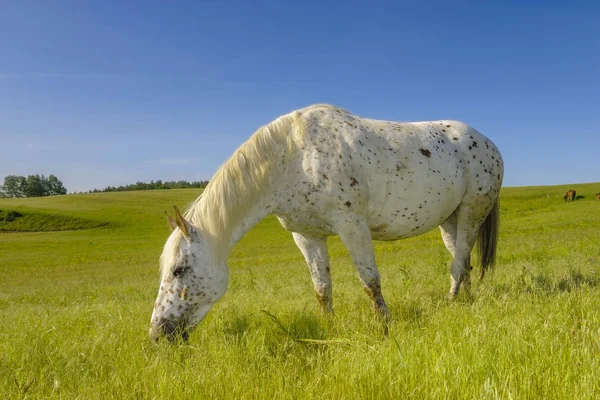 En häst betar på en äng på en solig vårmorgon — Stockfoto