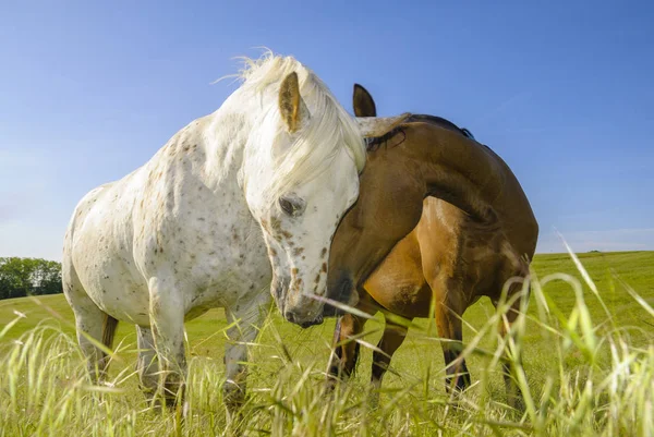 Hästar betar på en äng på en solig vårmorgon — Stockfoto