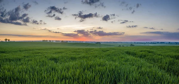Panorama de cereales jóvenes y verdes en el campo — Foto de Stock