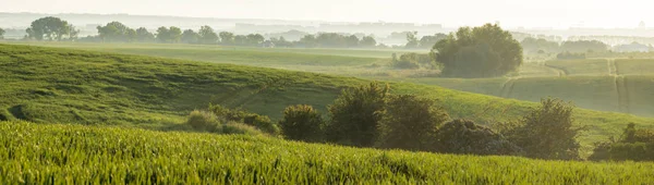 Panorama de cereales jóvenes y verdes en el campo —  Fotos de Stock