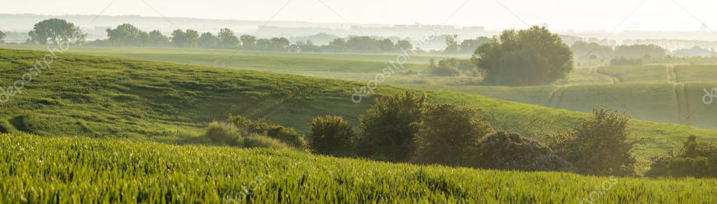 Panorama of young, green cereal on the field