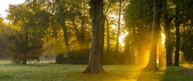 güzel puslu ve güneşli sabah parkta